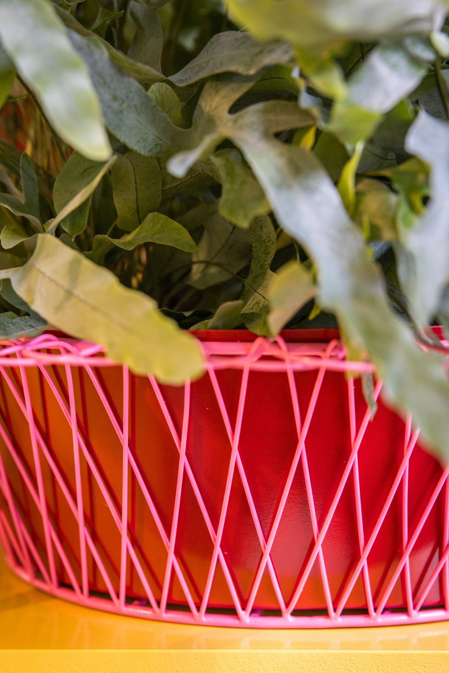 Wire Basket Planter | Ruby Red and Candy Pink