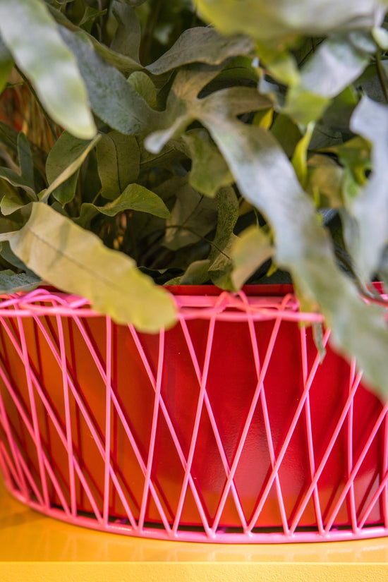 Wire Basket Planter | Ruby Red and Candy Pink