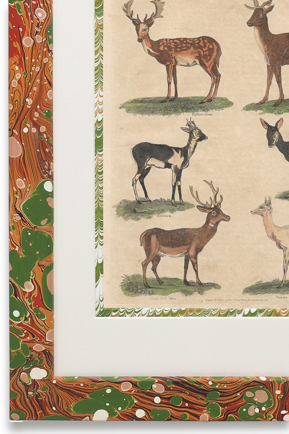 Buffon No.7 Igneus Print