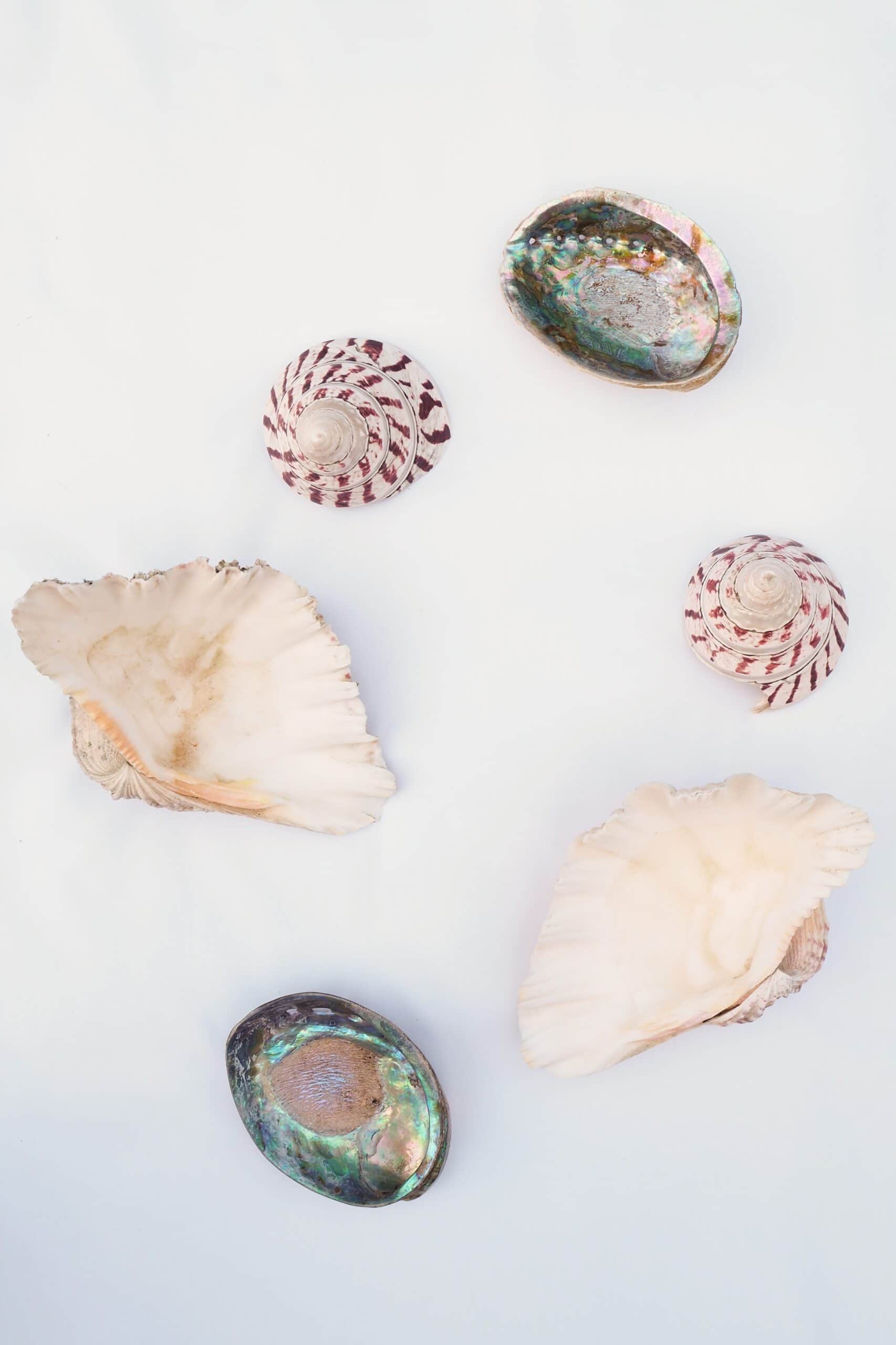 Large Vintage Shell