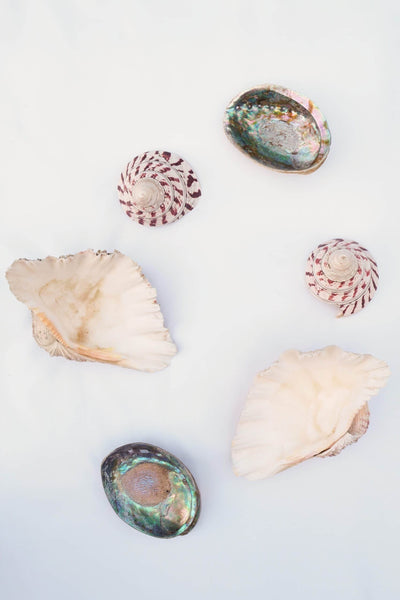 Large Vintage Shell