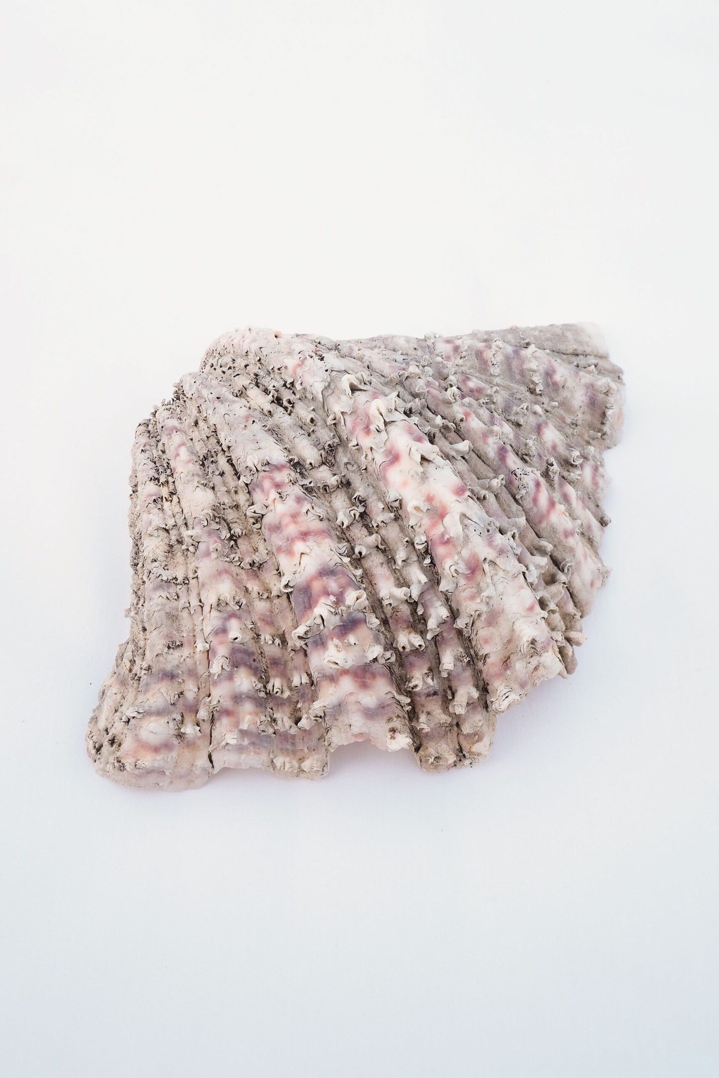 Extra Large Vintage Shell