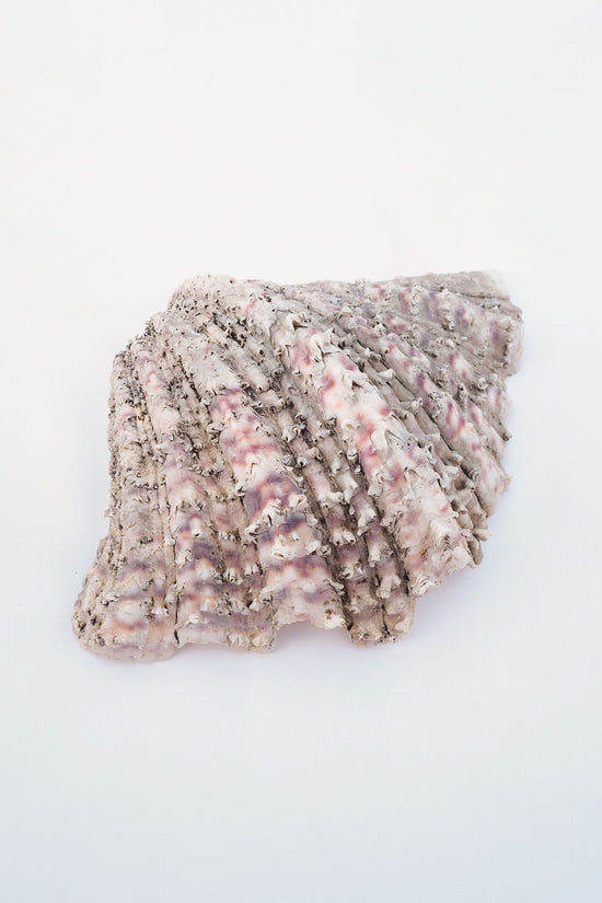 Extra Large Vintage Shell