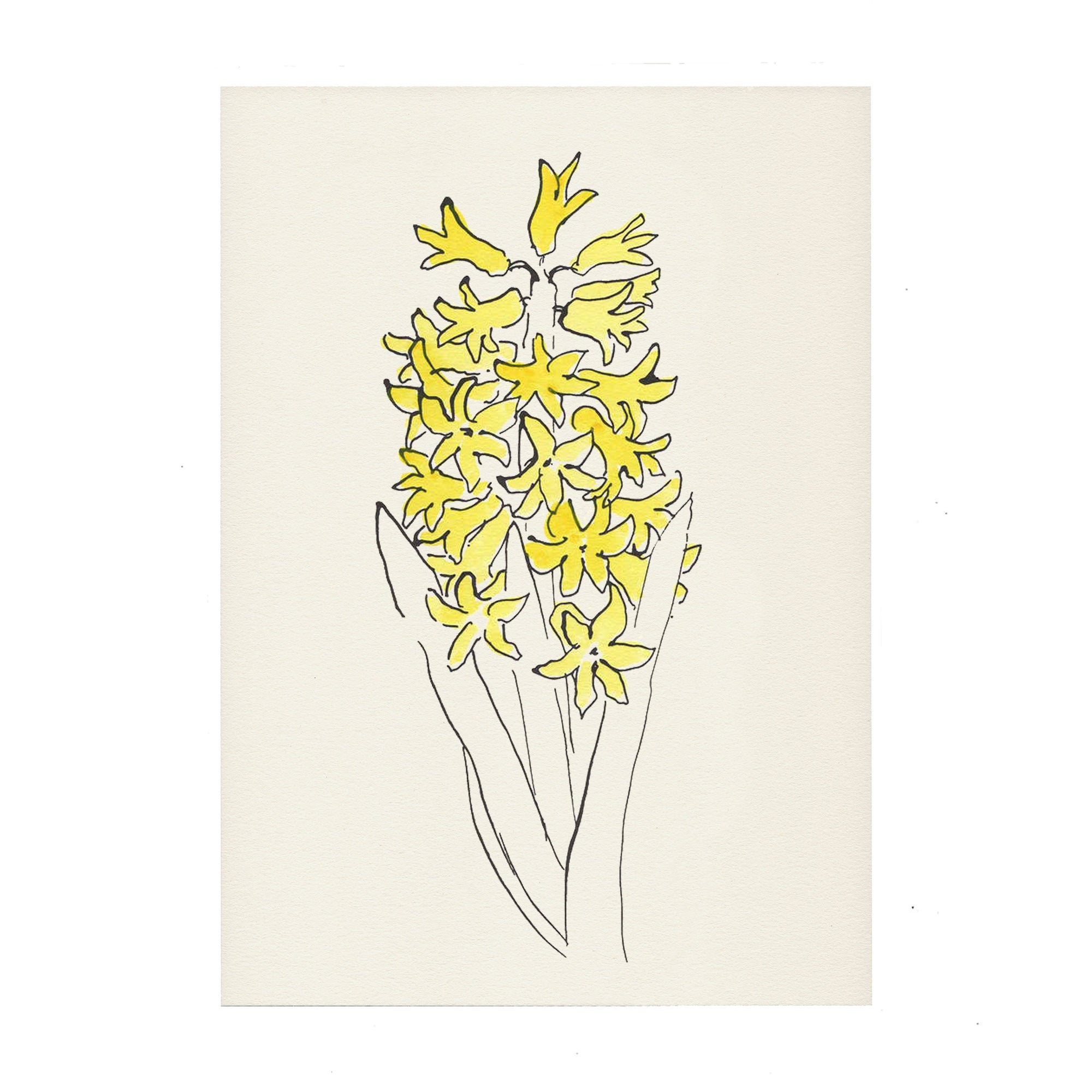 Hyacinth Print