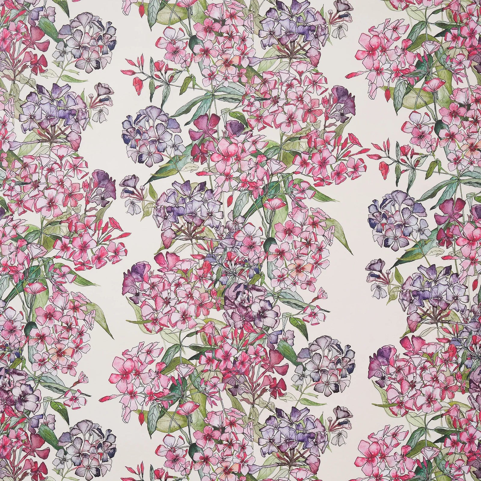 Mixed Phlox Rows Wallpaper
