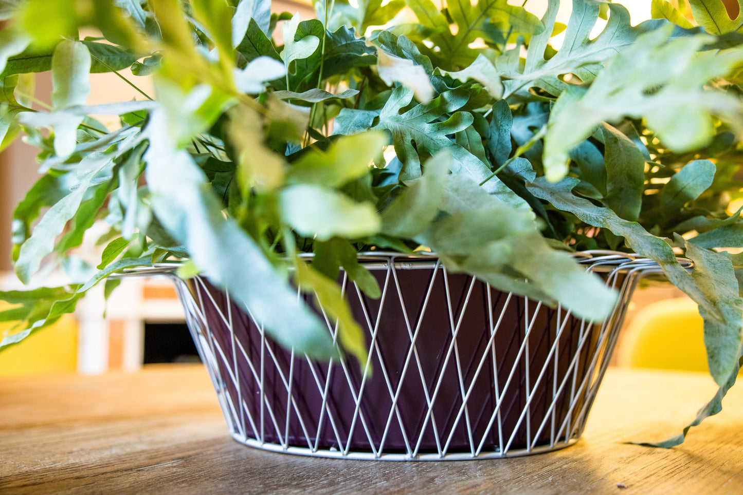 Wire Basket Planter| Aubergine & Silver