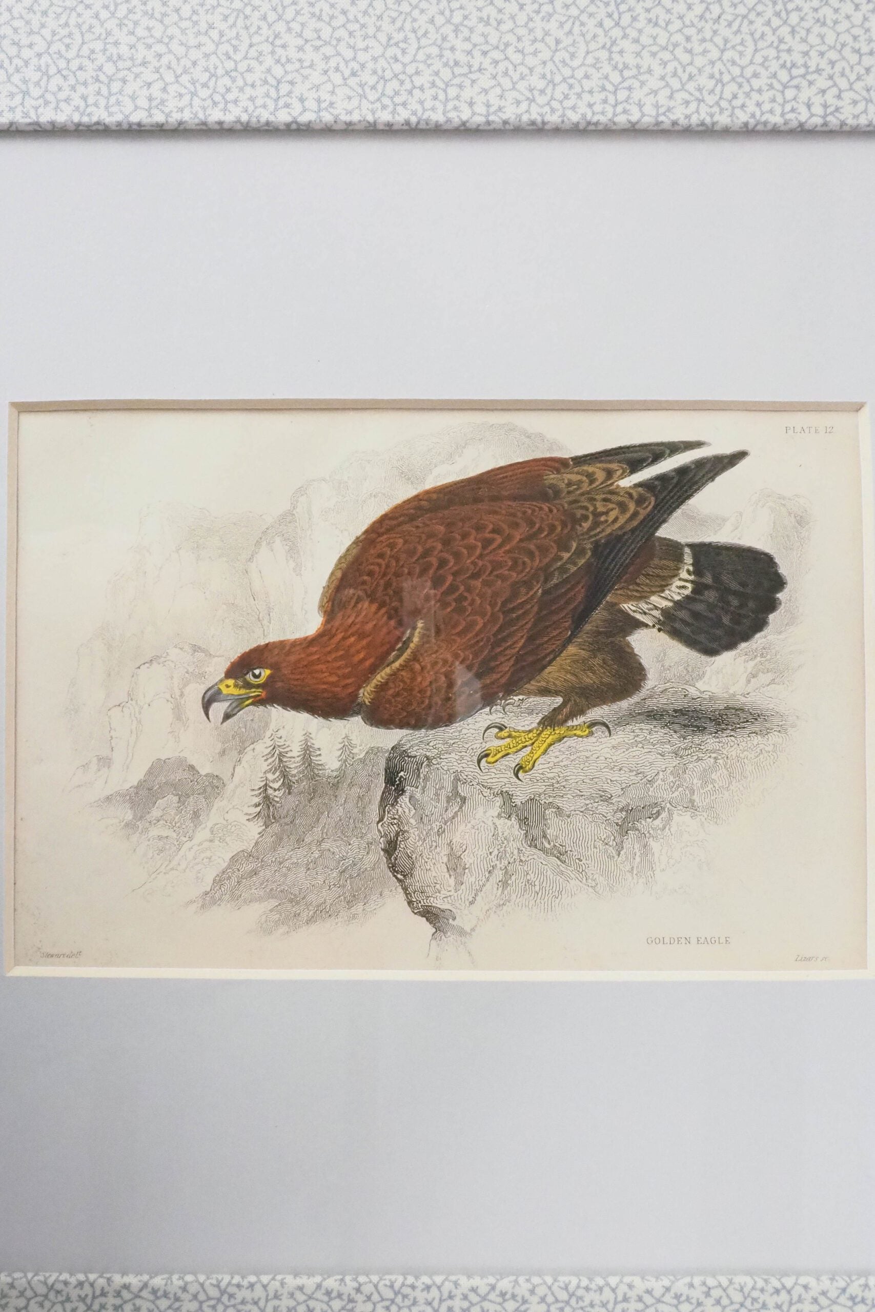 Framed Antique Eagle Print