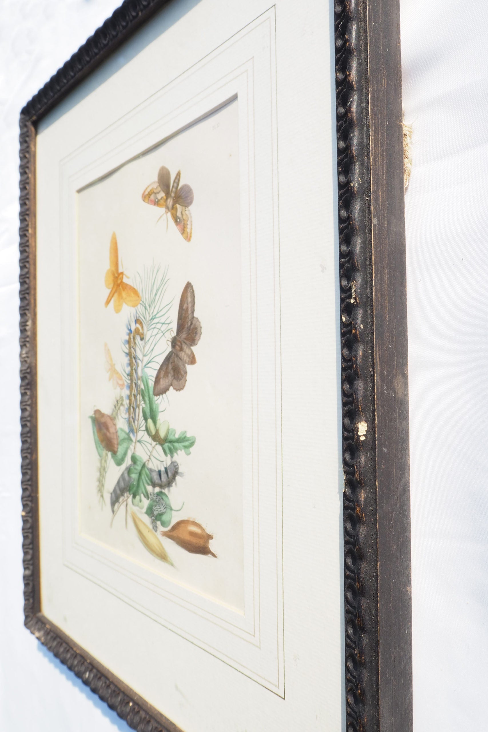 Antique Moths Framed Illustration