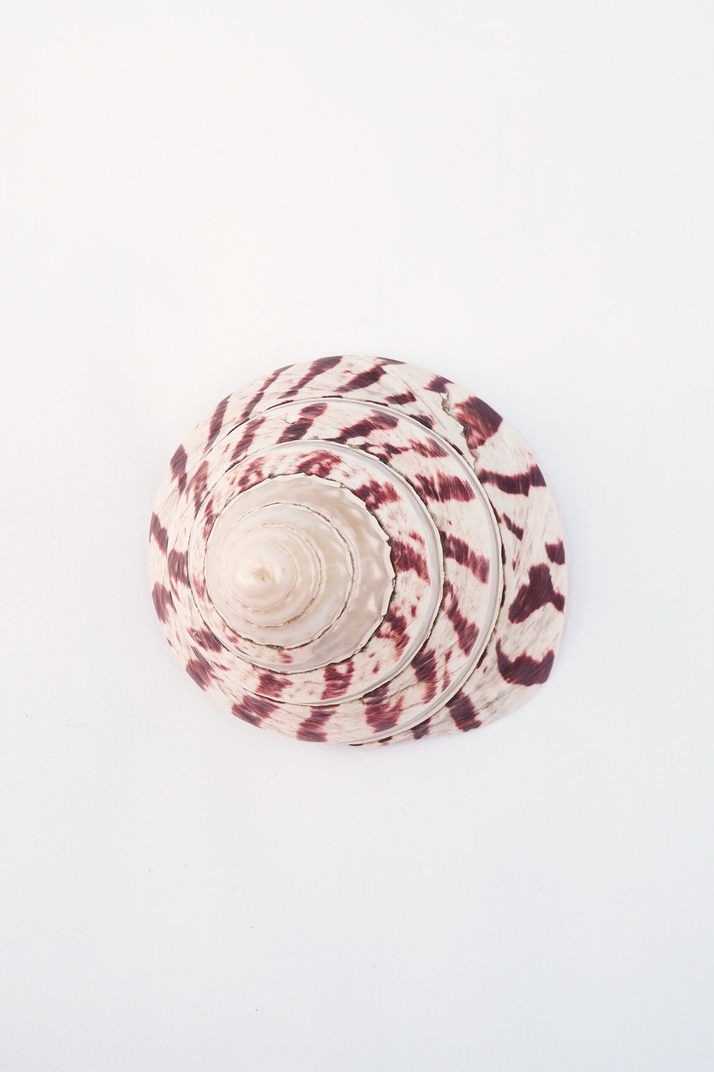 Large Vintage Shell