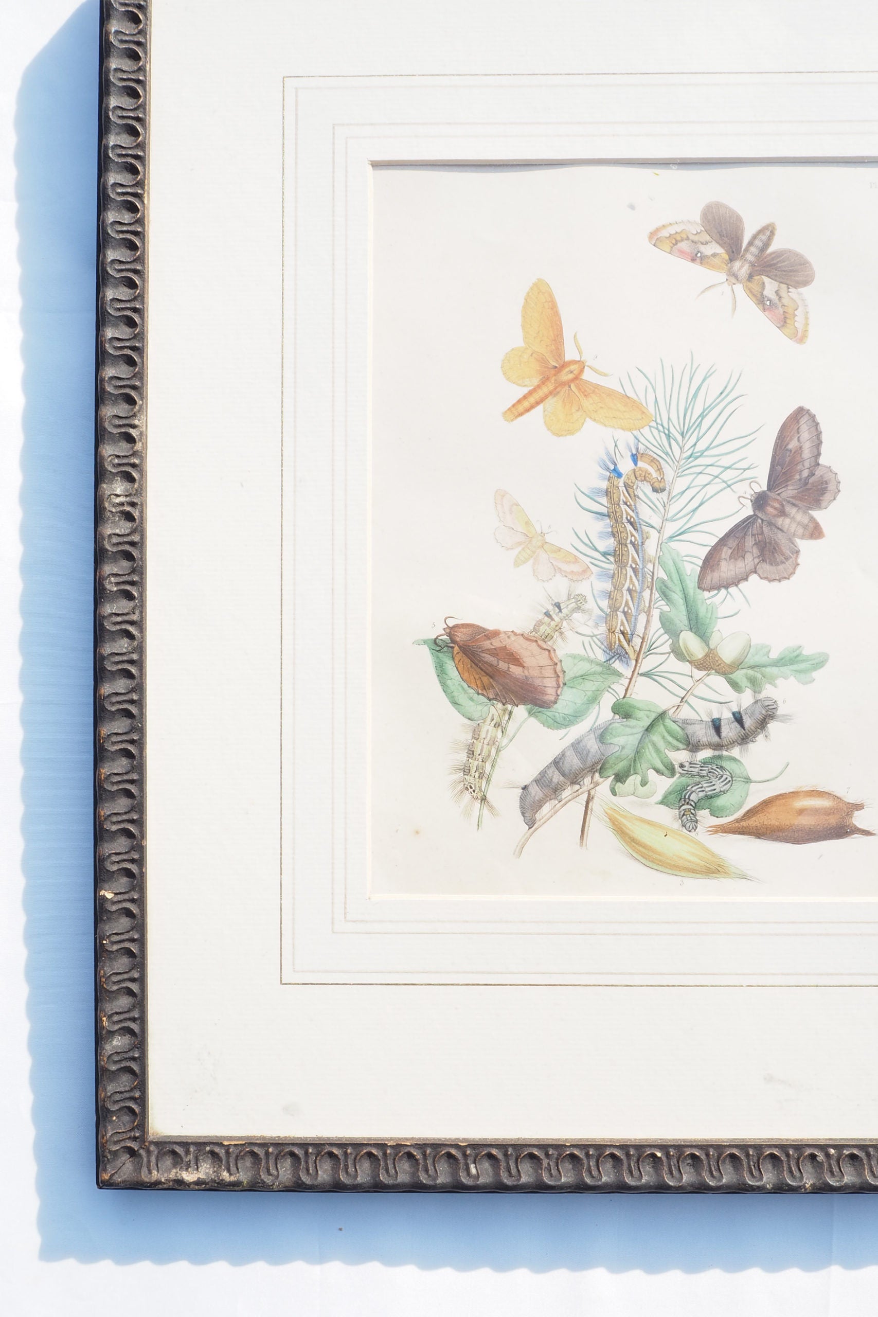 Antique Moths Framed Illustration