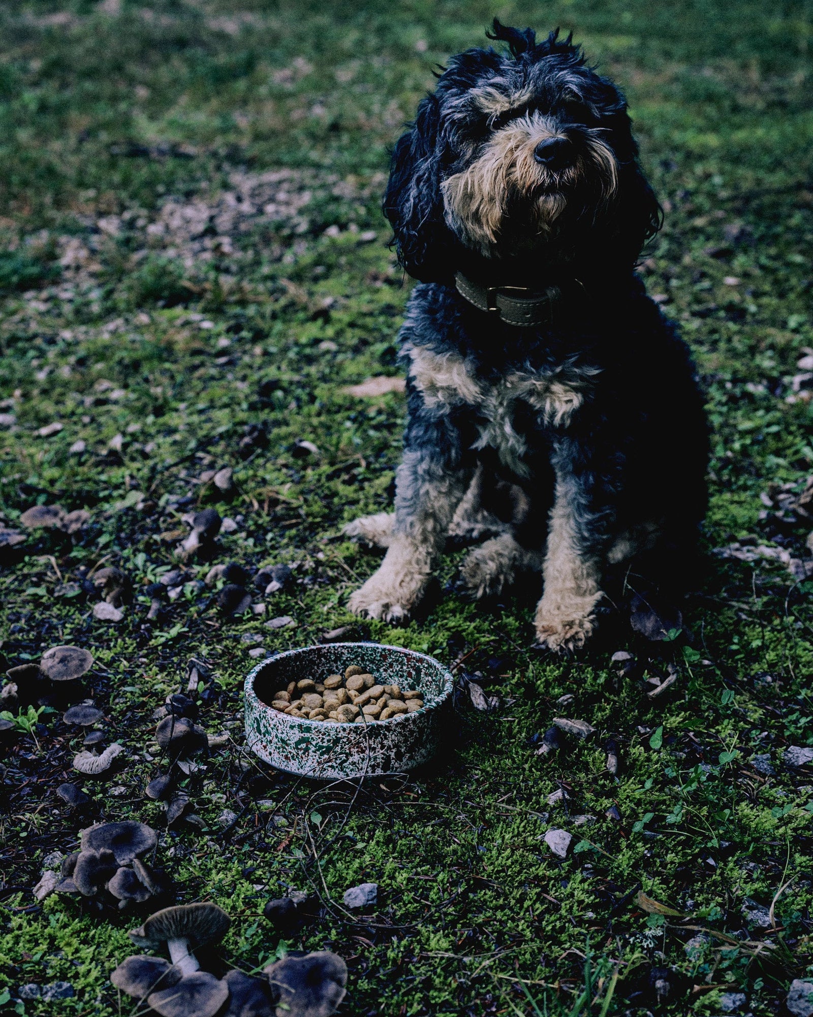 Forest Splatter Dog Bowl