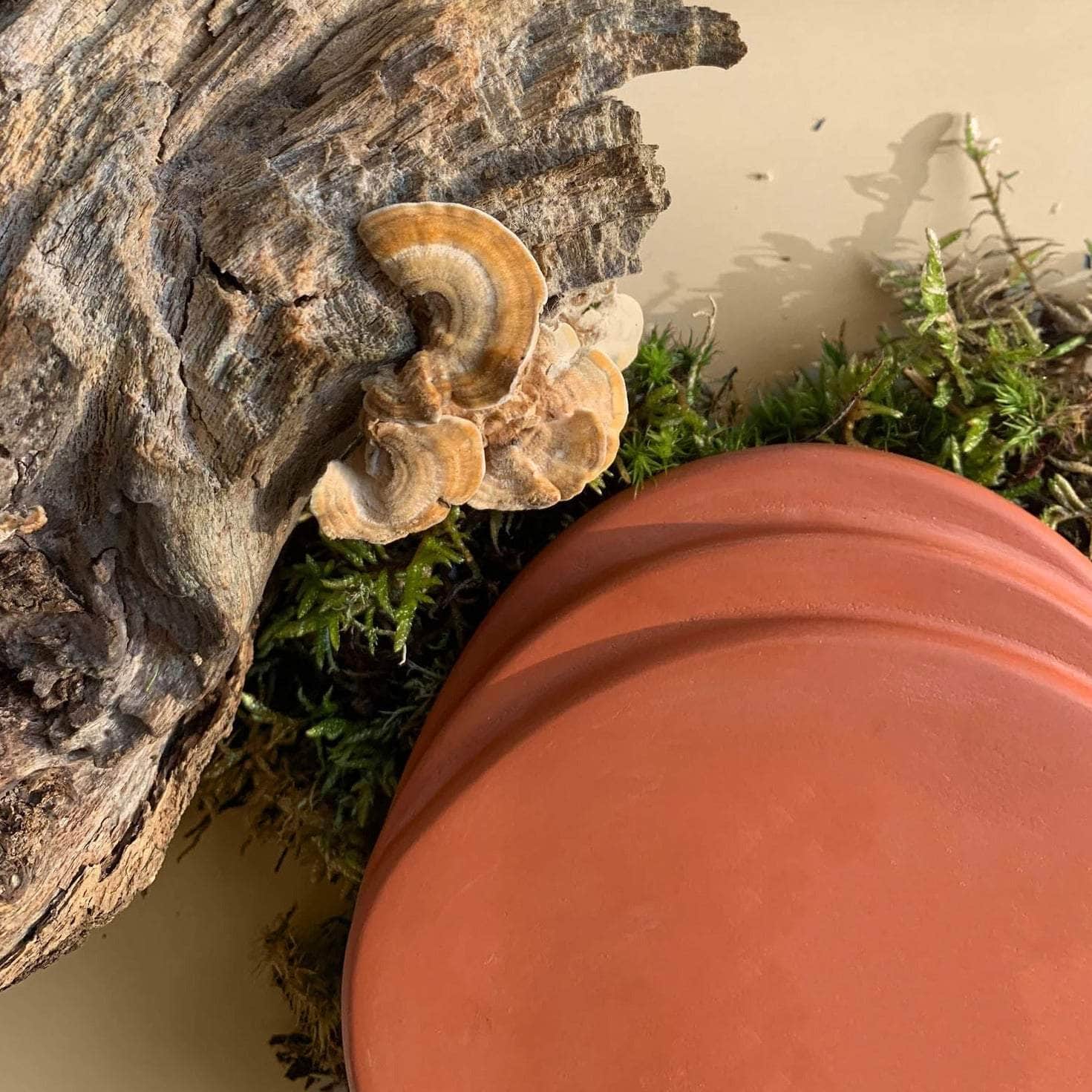 Coasters - Burnt Ochre