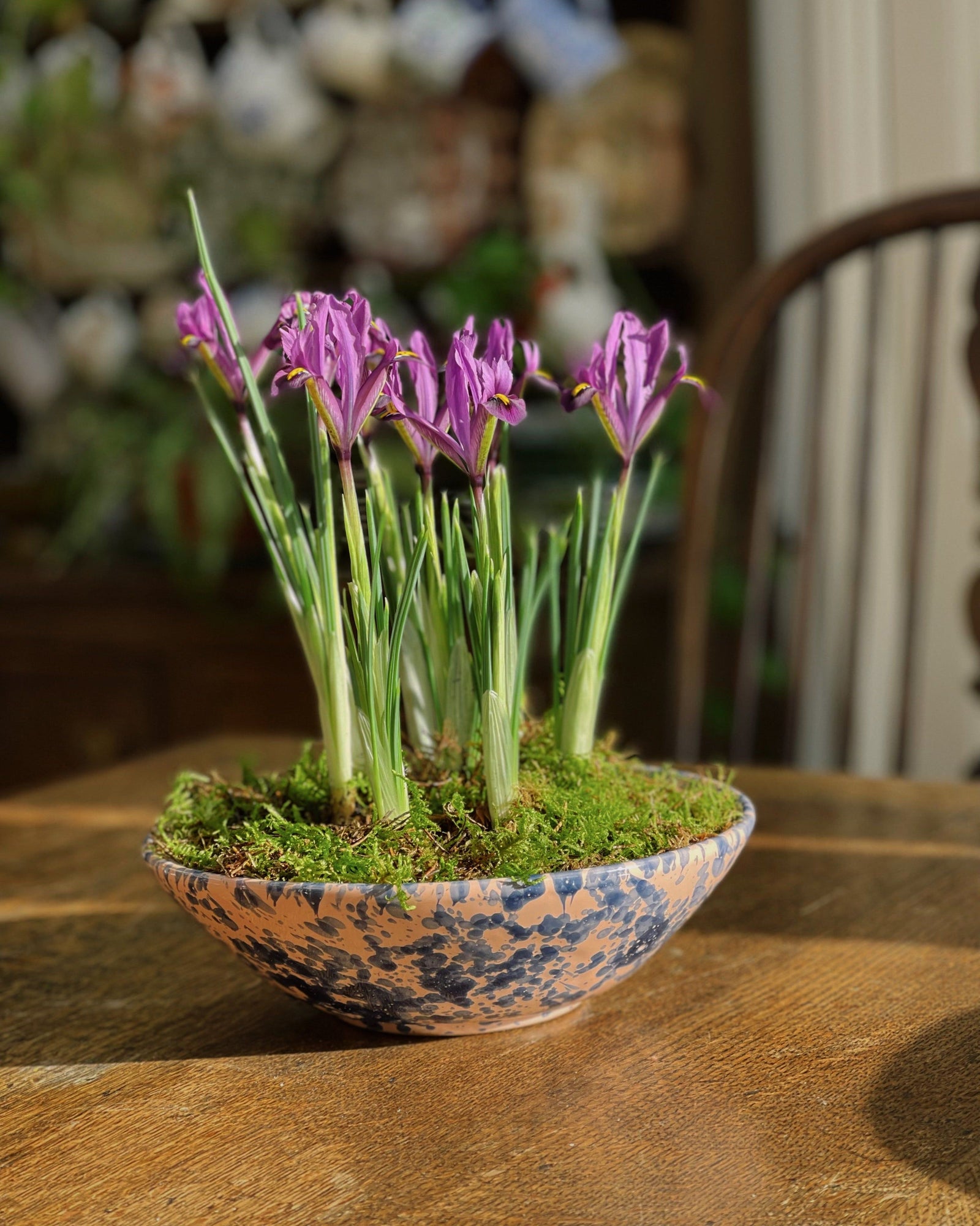 Splatter Bowl, Large