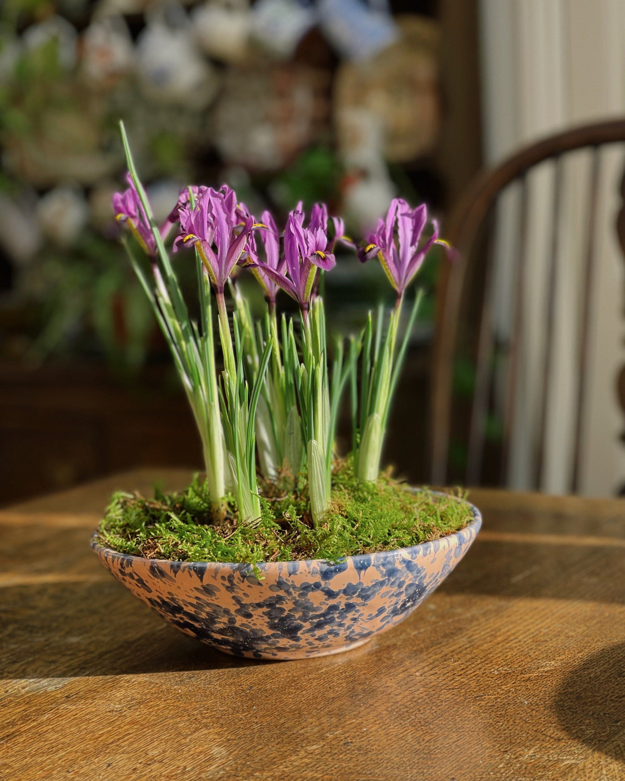 Splatter Bowl, Large
