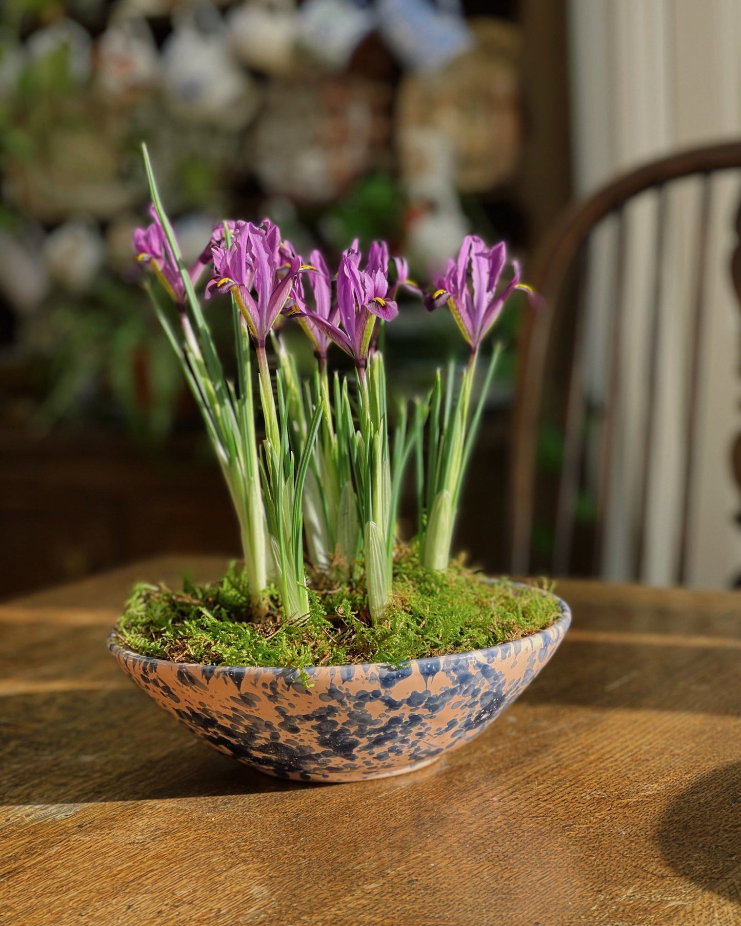 Splatter Bowl, Large