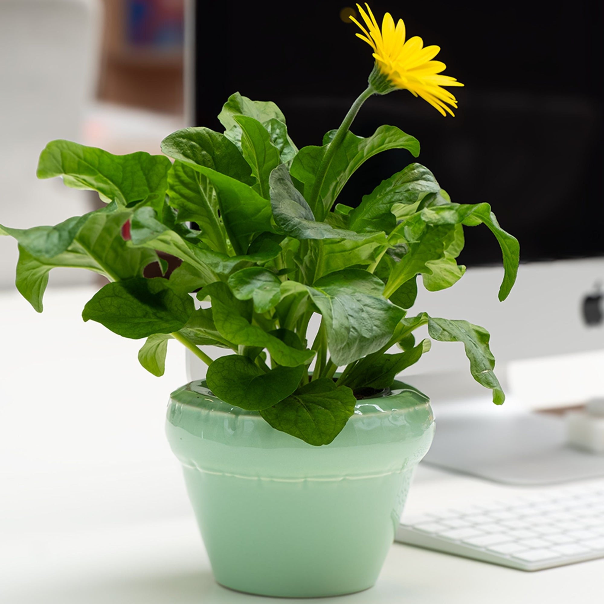 Small Planter 'LOUIS' Mint Gloss