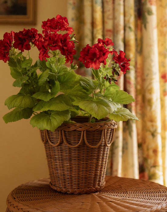 Pinet Plant Pot