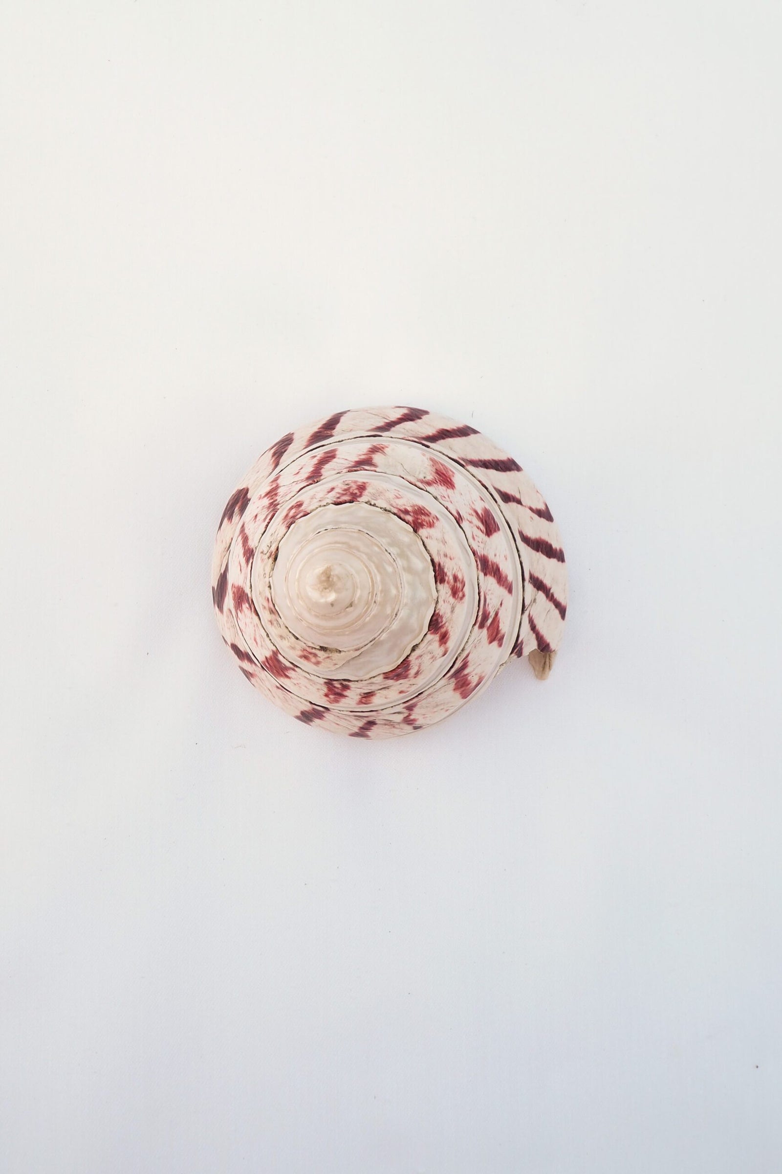 Large Vintage Shell