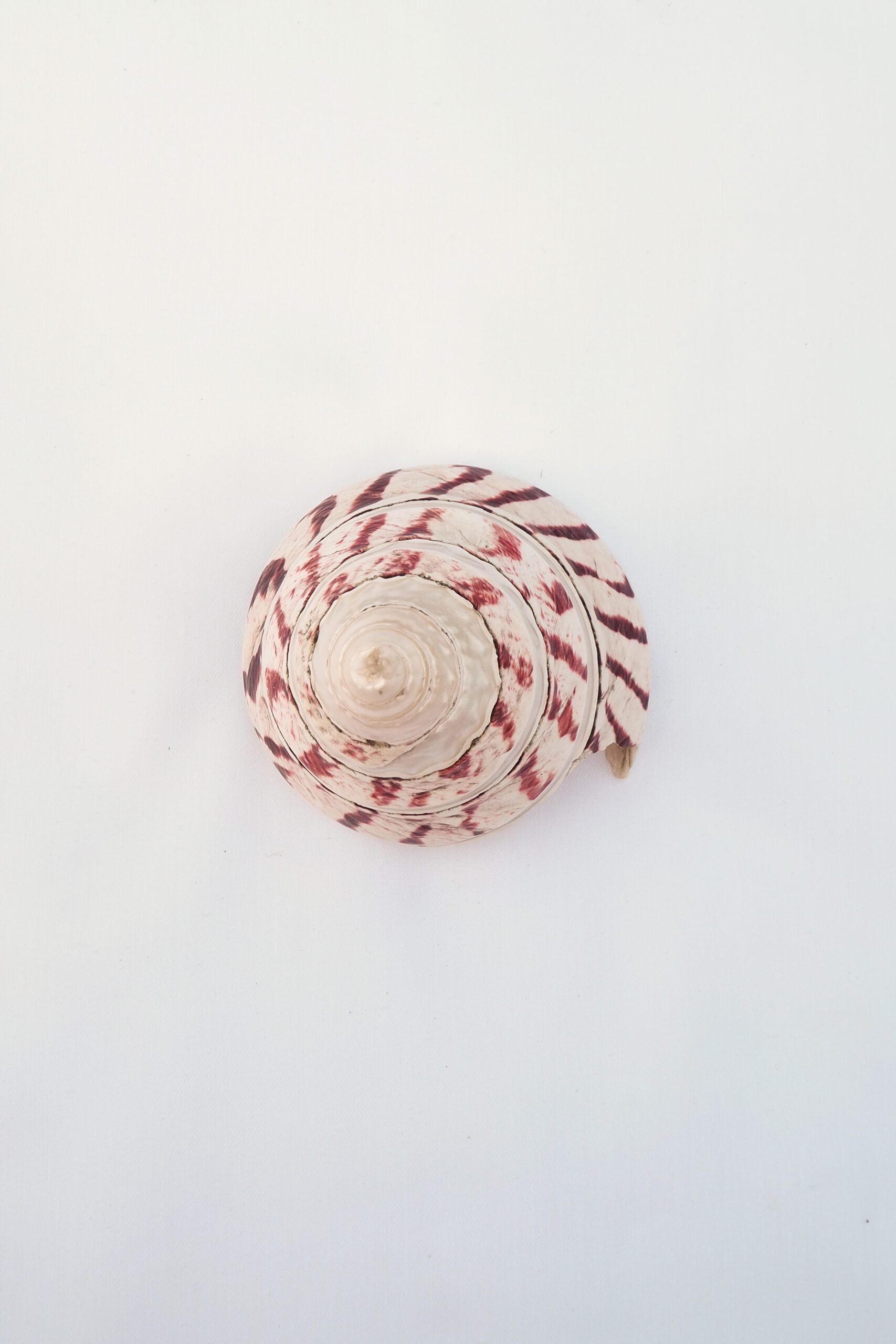 Large Vintage Shell