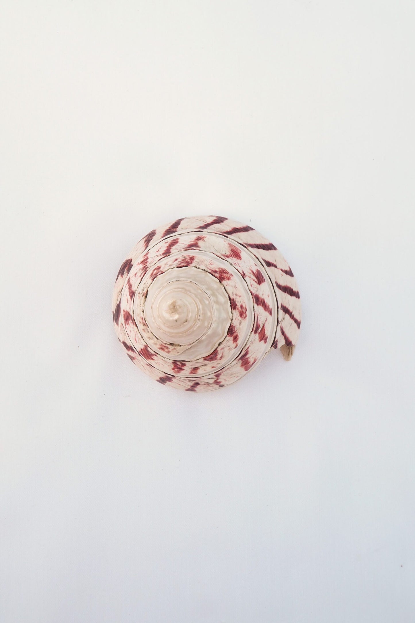 Large Vintage Shell