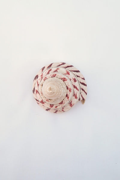 Large Vintage Shell