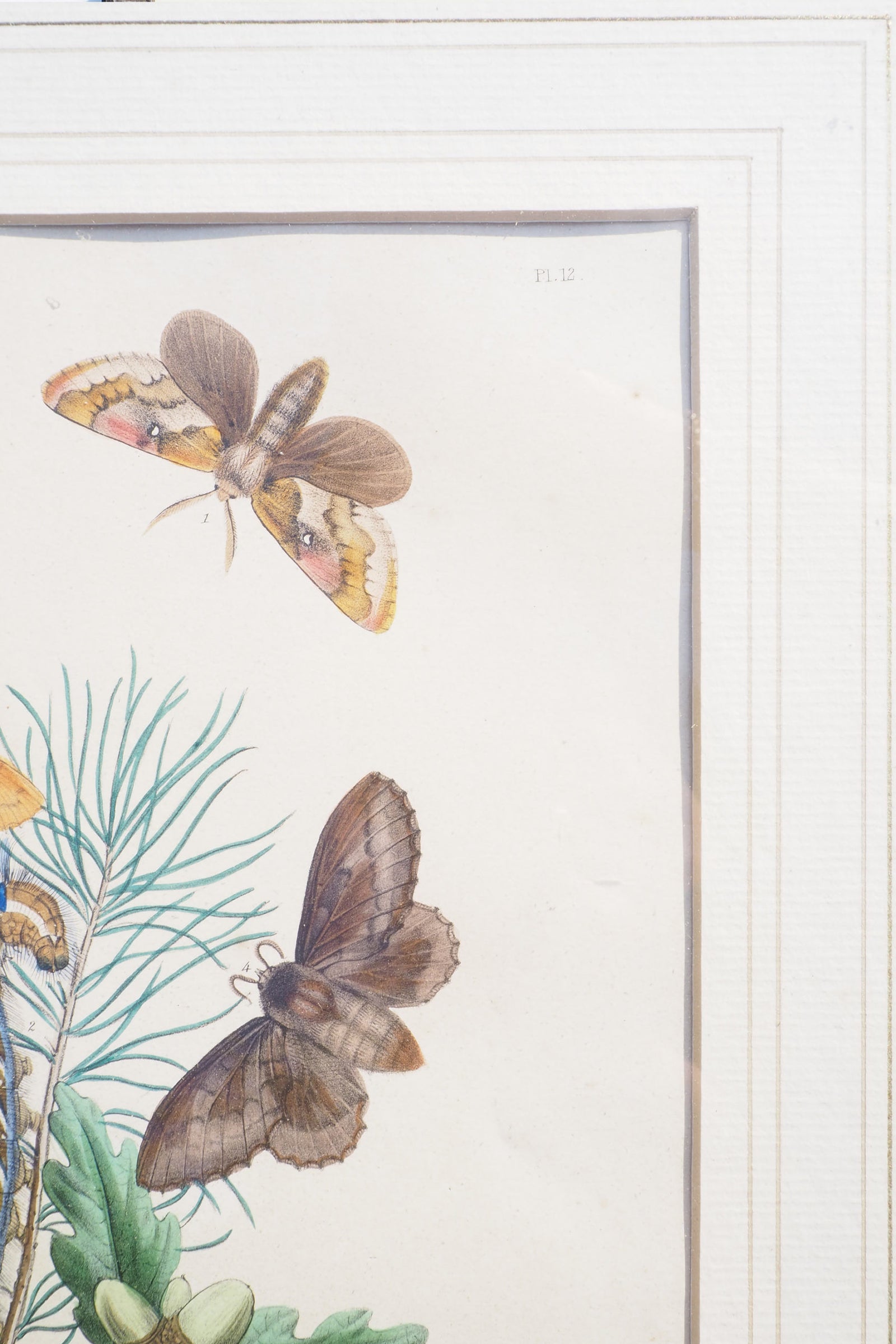 Antique Moths Framed Illustration