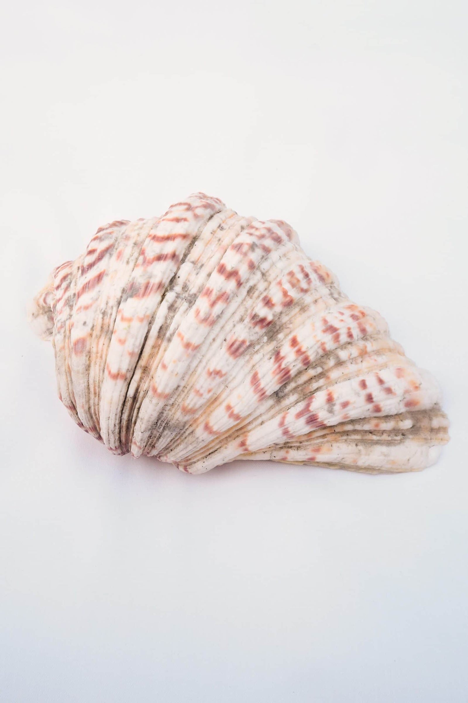 Extra Large Vintage Shell