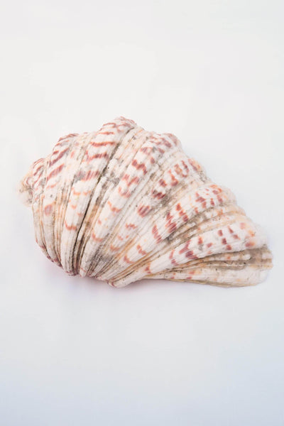 Extra Large Vintage Shell