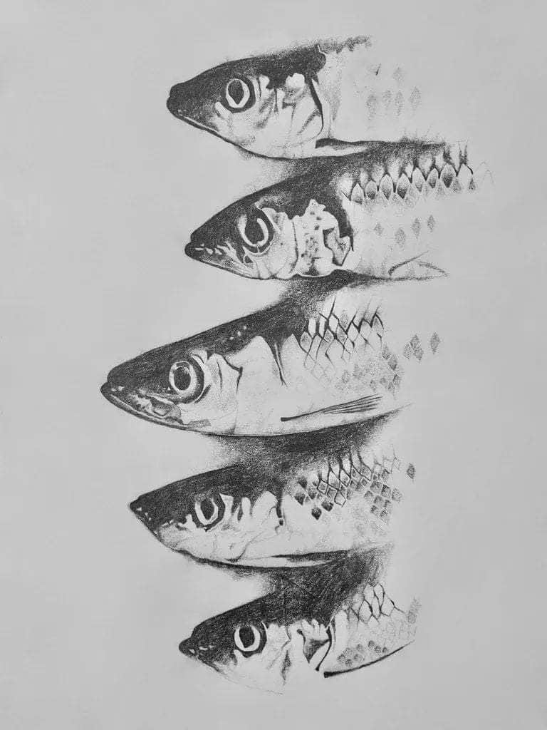 Fish Pencil Drawing