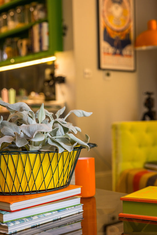 Wire Basket Planter | Sunshine Yellow & Forest Green