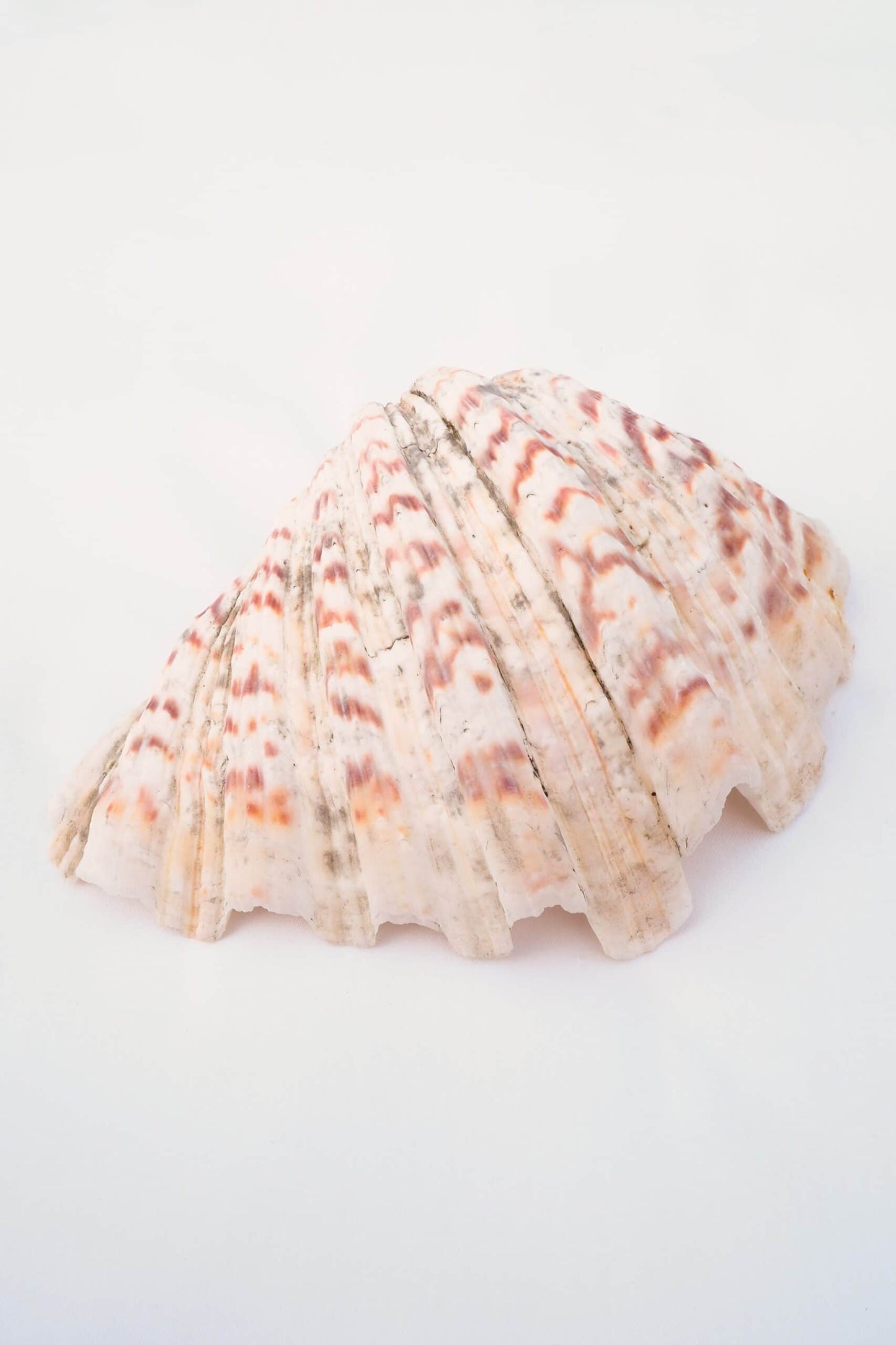 Extra Large Vintage Shell