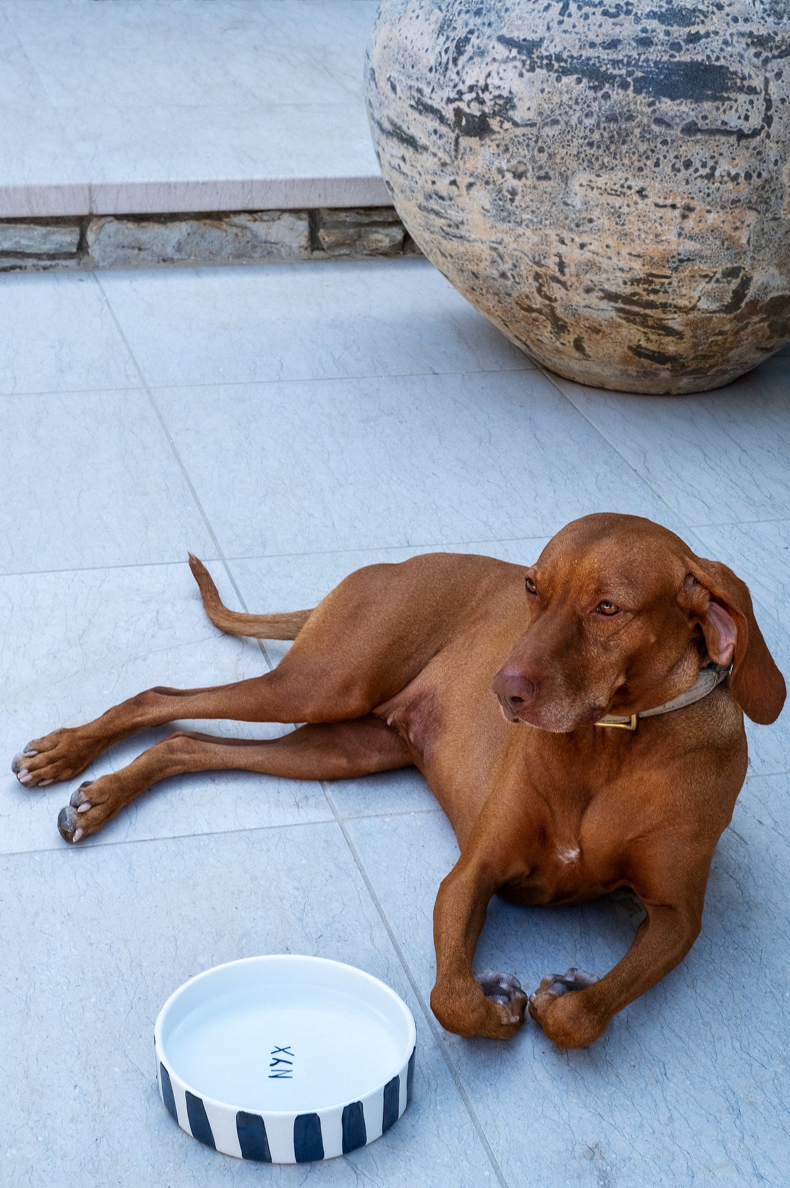 Black and White Striped Pet Bowl