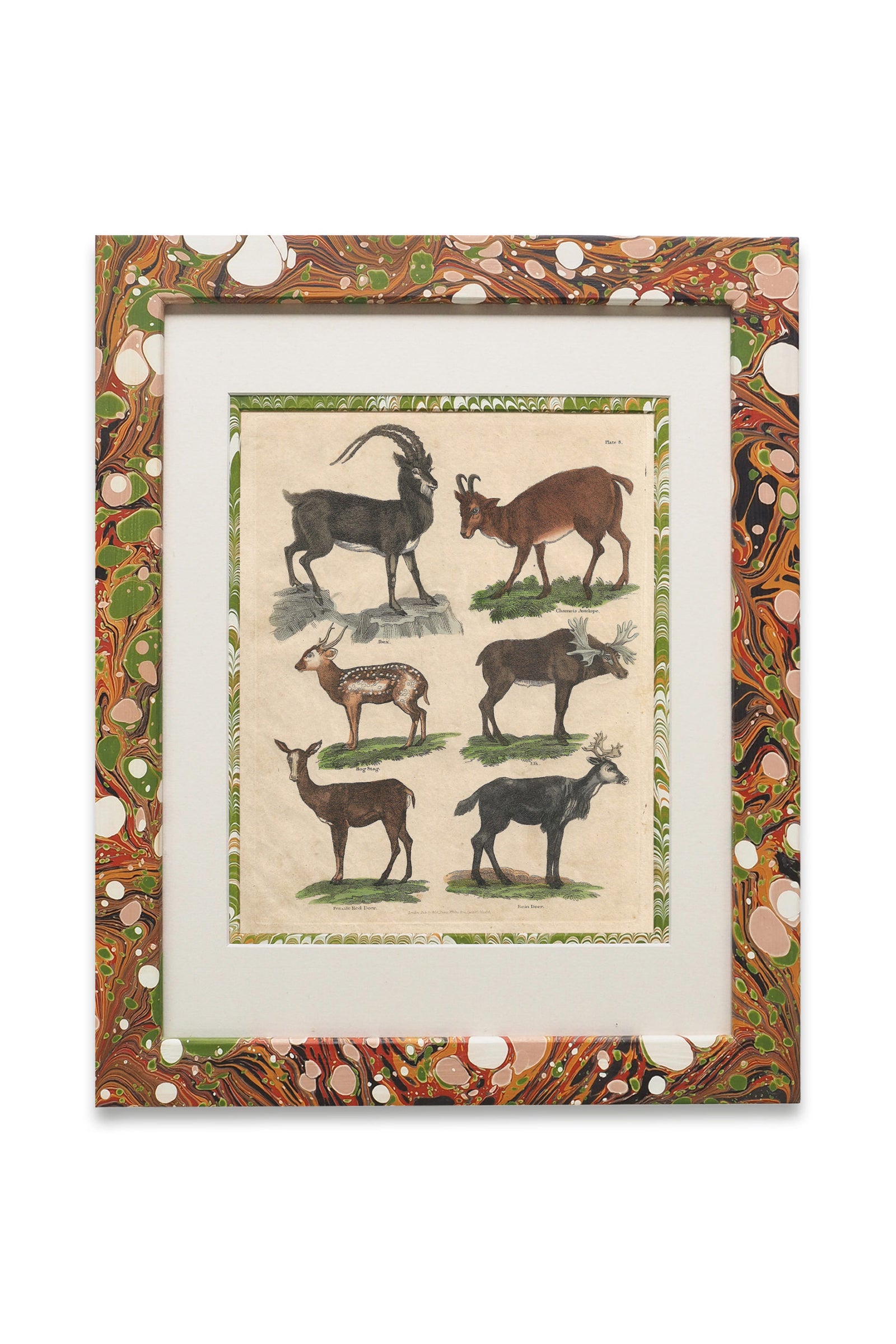 Buffon No.8 Igneus Framed Print