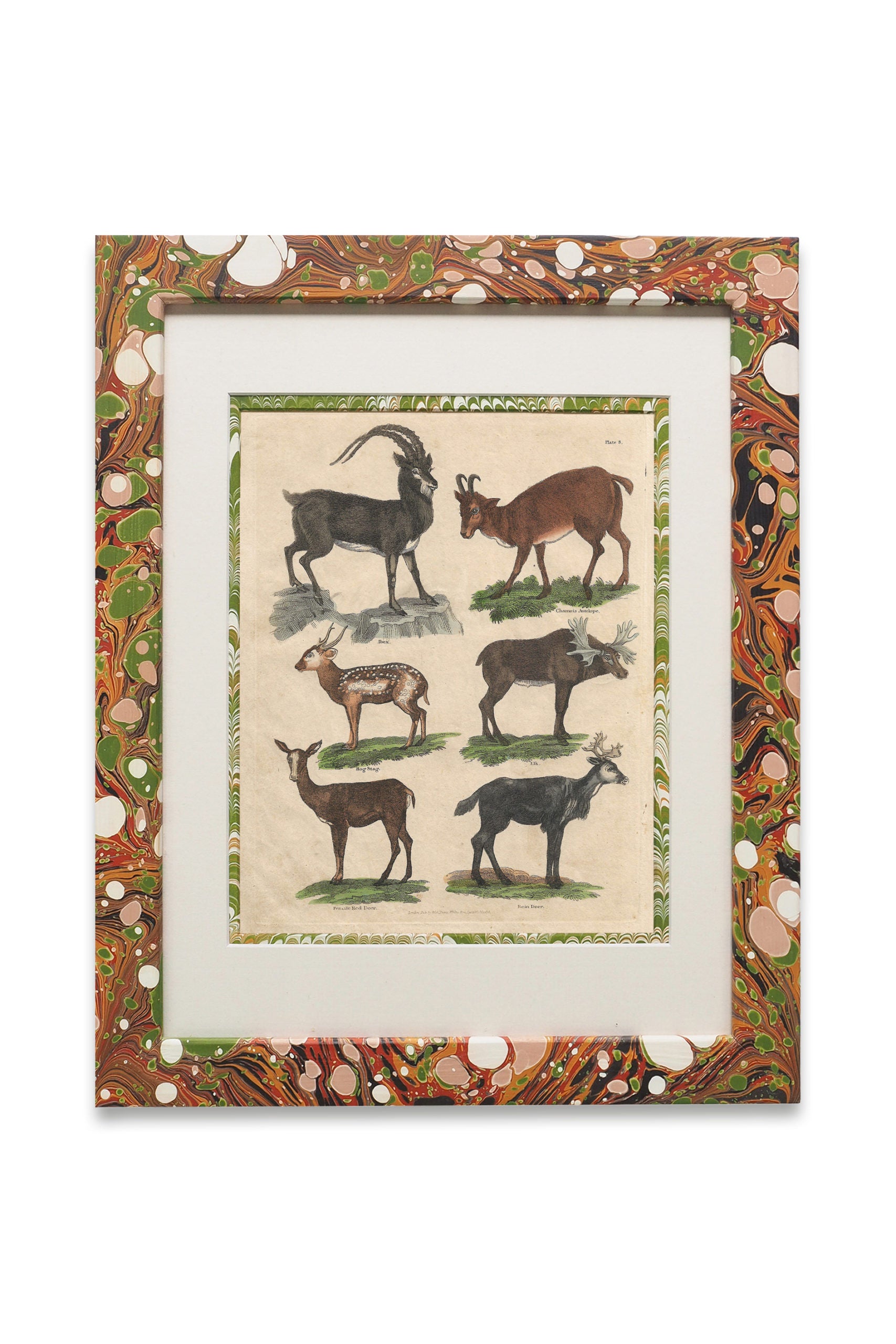 Buffon No.8 Igneus Framed Print