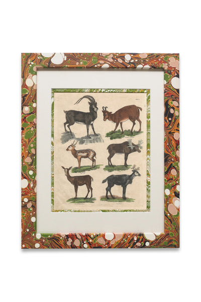 Buffon No.8 Igneus Framed Print