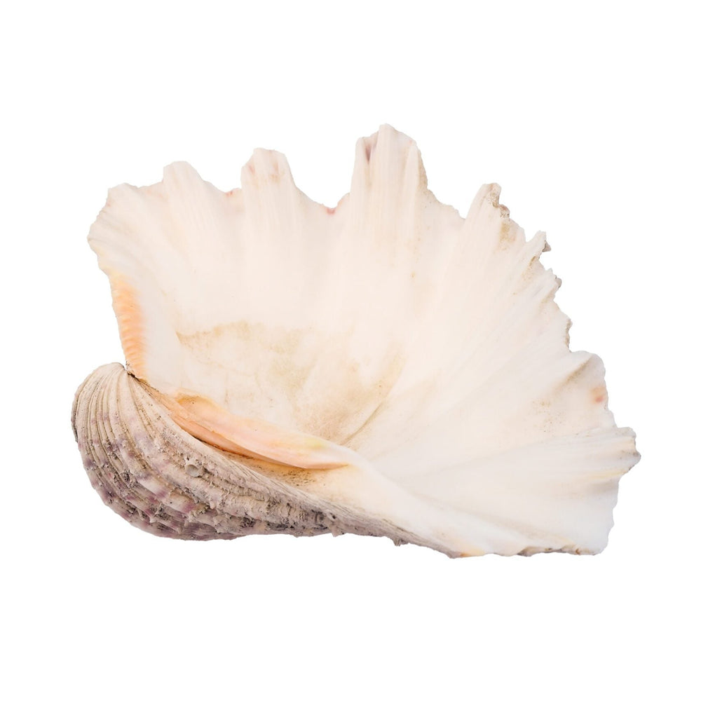 Extra Large Vintage Shell