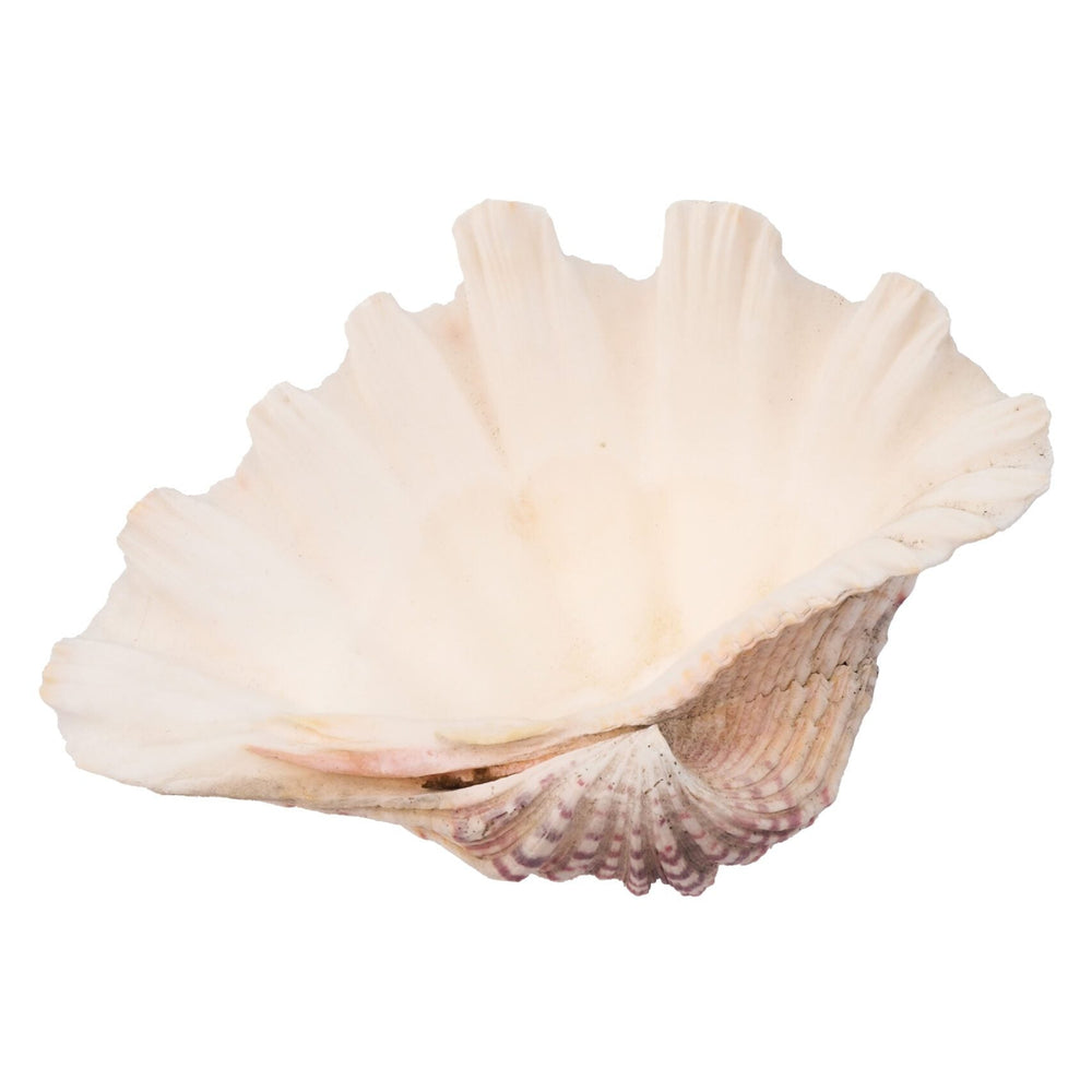 Extra Large Vintage Shell
