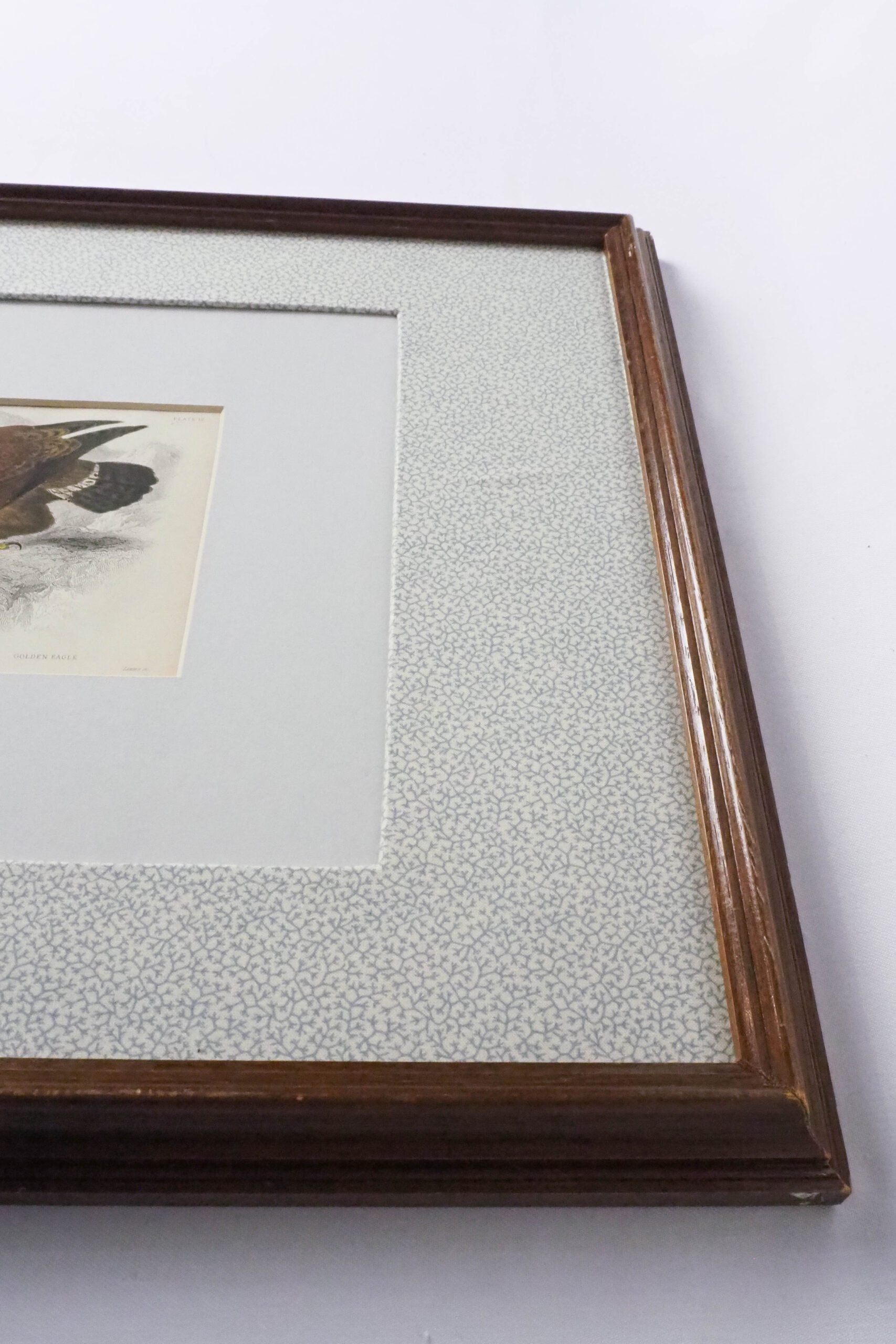 Framed Antique Eagle Print