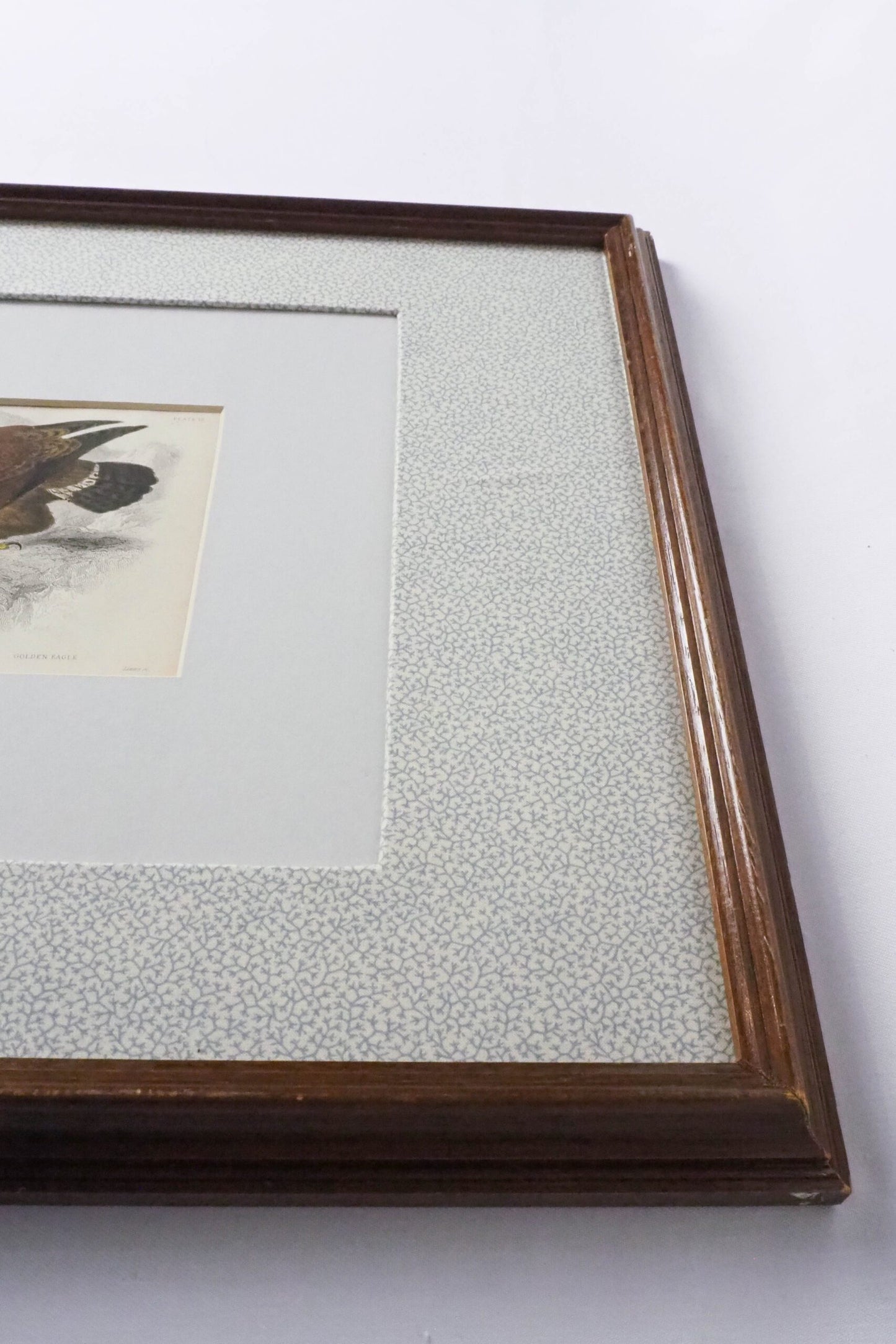 Framed Antique Eagle Print