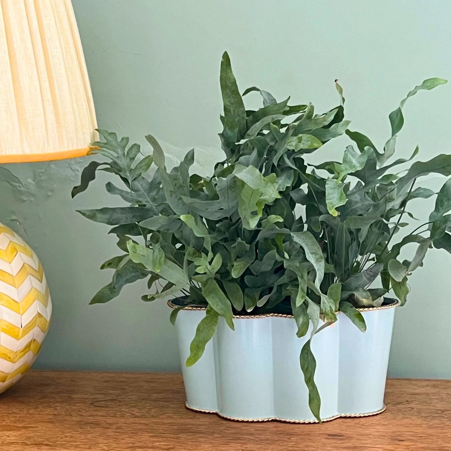 Rounded Scalloped Planter | Large | Powder Blue