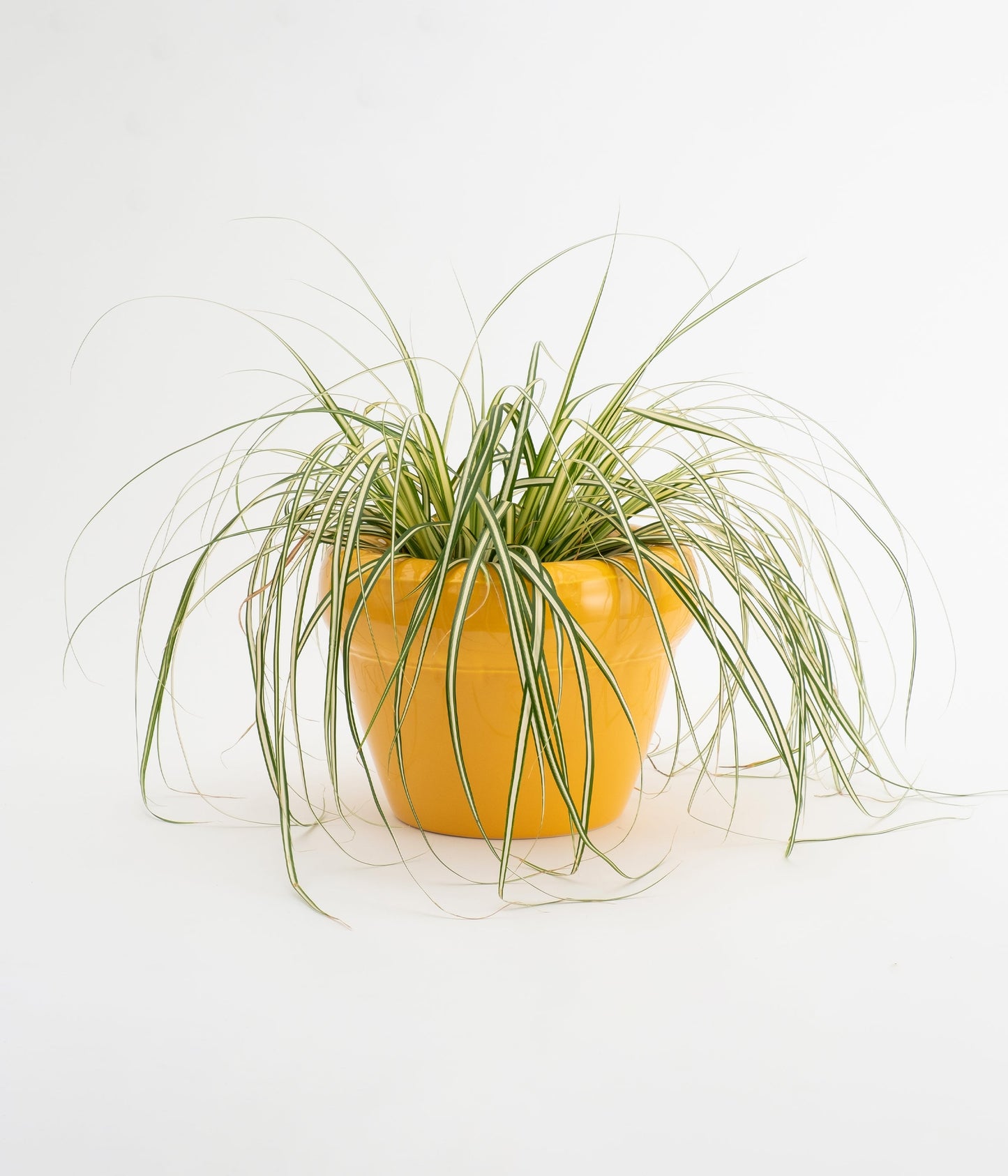 Planter 'PIERRE' Yolk Gloss
