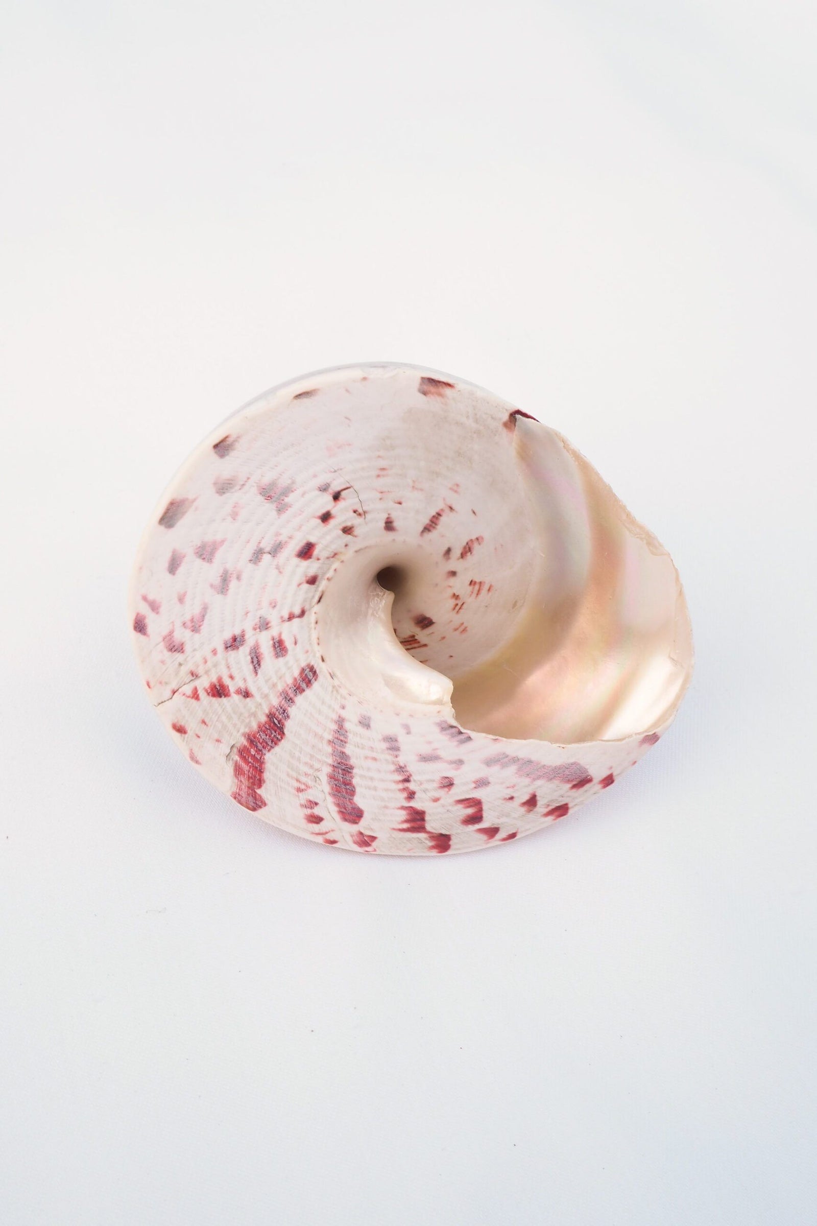 Large Vintage Shell