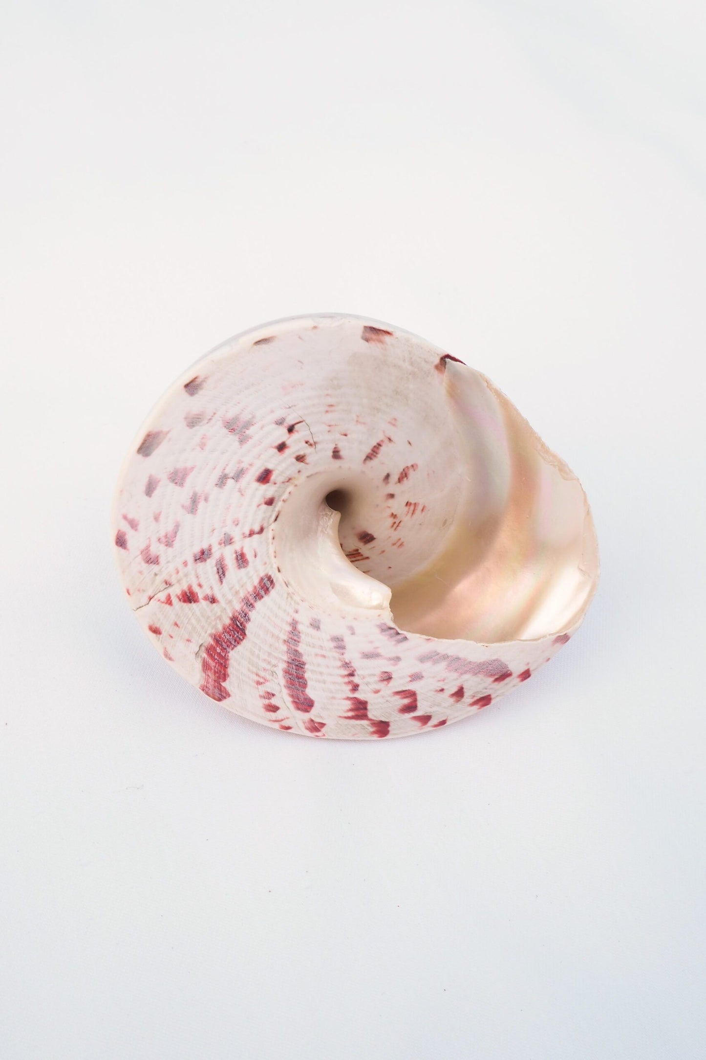 Large Vintage Shell