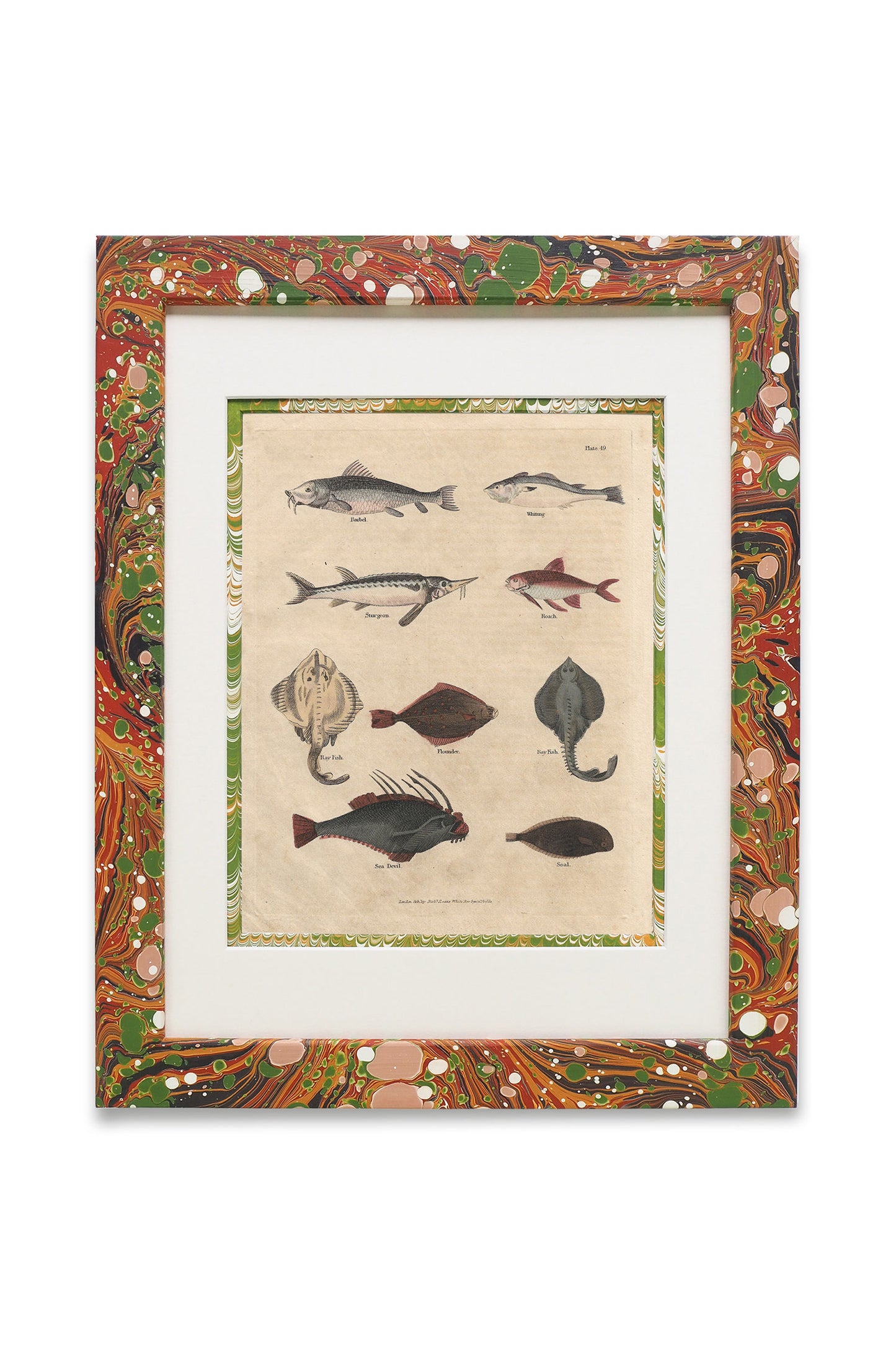 Buffon No.49 Igneus Framed Print