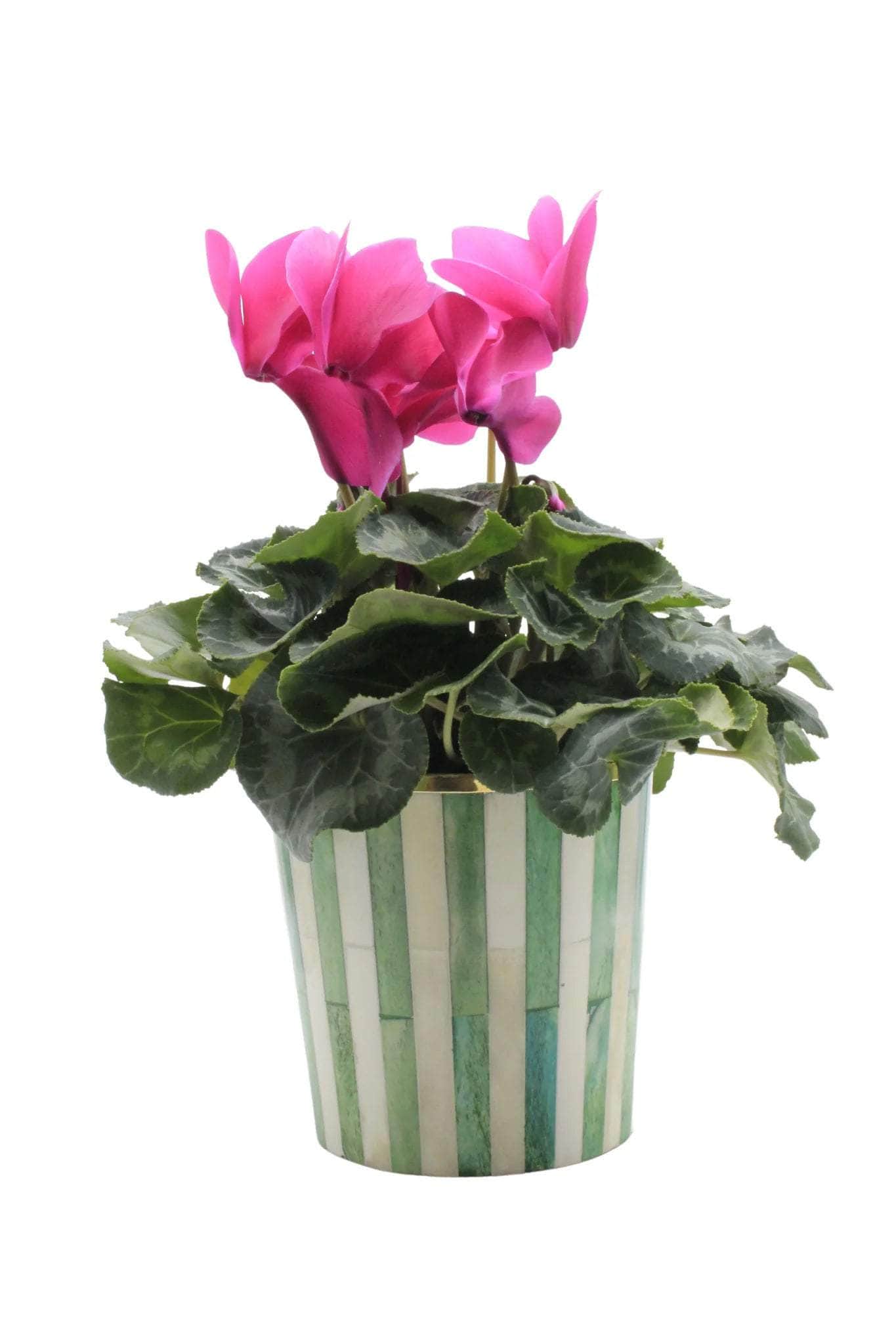 Round Inlay Planter | Medium | Green | Striped