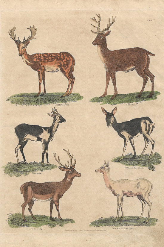 Buffon No.7 Igneus Print