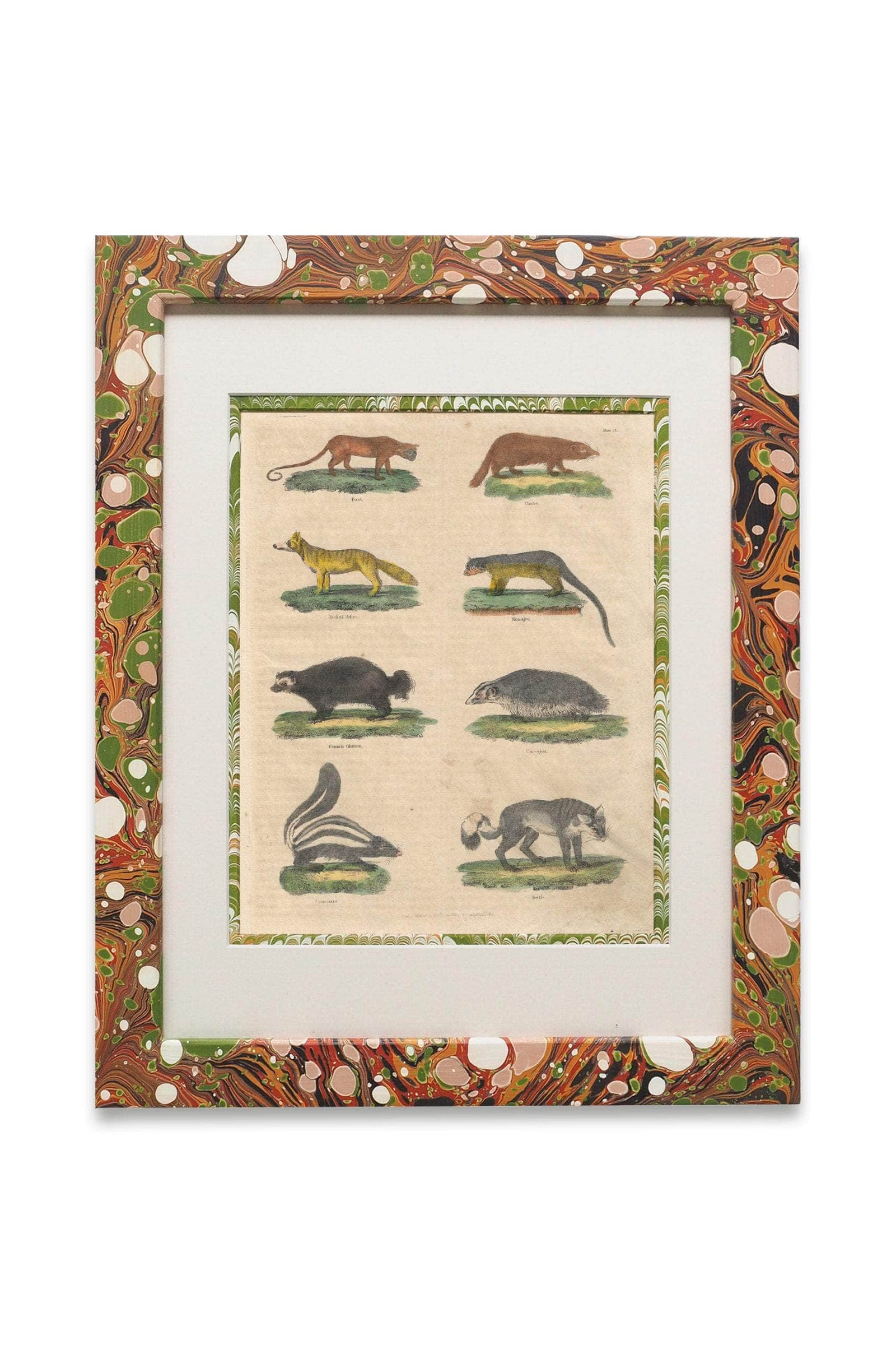 Buffon No.23 Igneus Framed Print