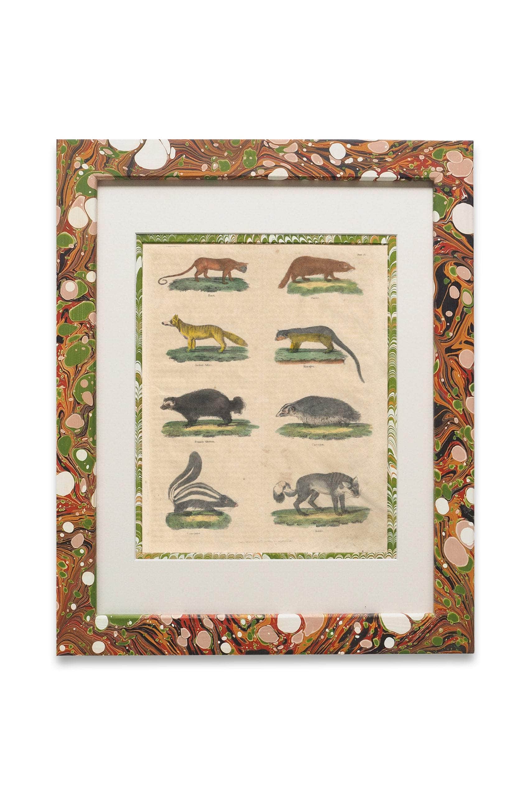 Buffon No.23 Igneus Framed Print