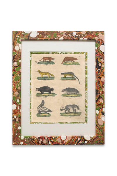 Buffon No.23 Igneus Framed Print