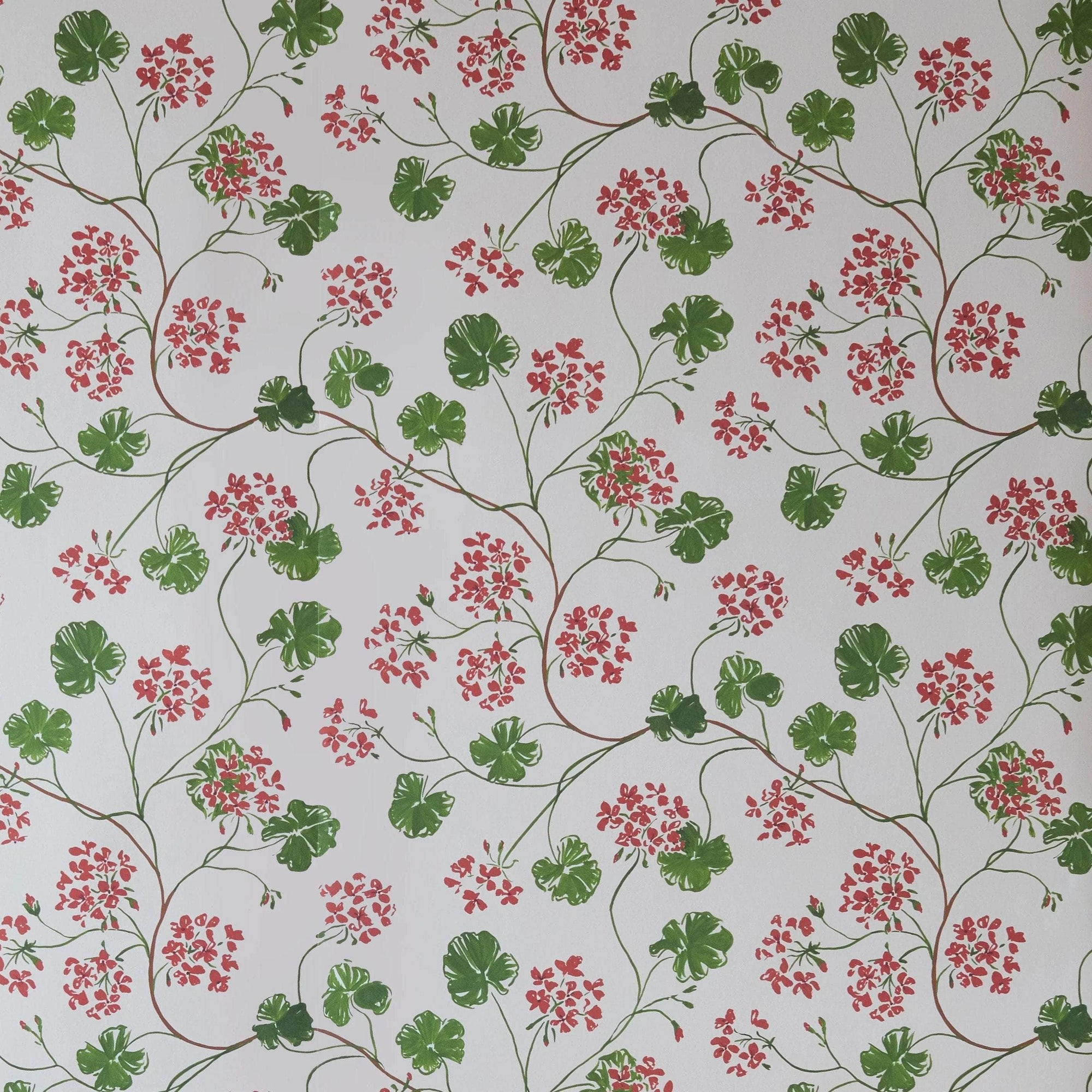 Geraniums Wallpaper